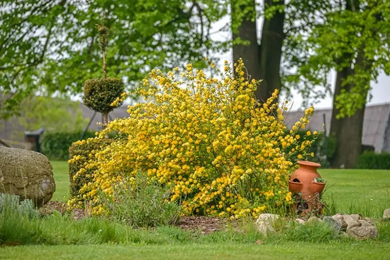 Kerria Japanese Pleniflora: planting and care, photo, winter hardiness