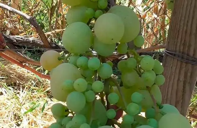 Kesha grapes