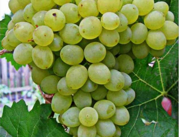 Kesha grapes