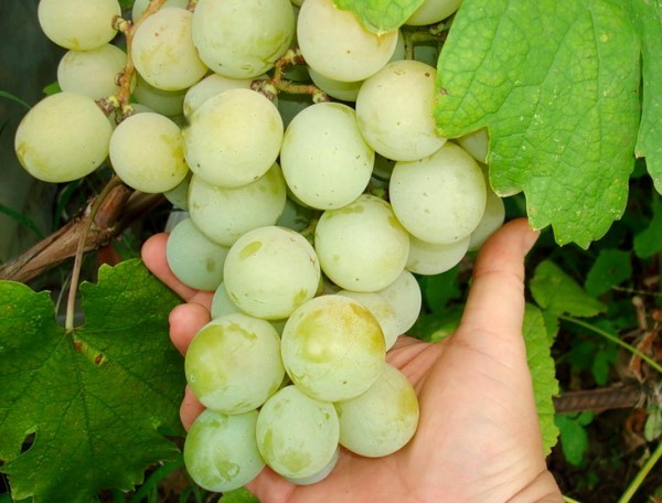 Kesha grapes: types and characteristics of the variety