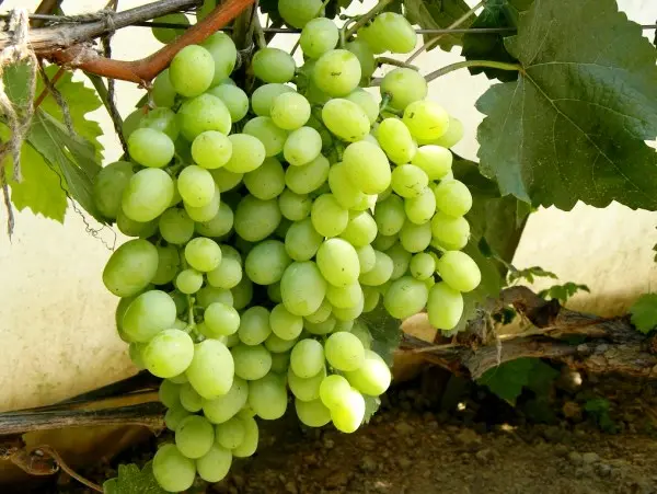 Kesha grapes: types and characteristics of the variety