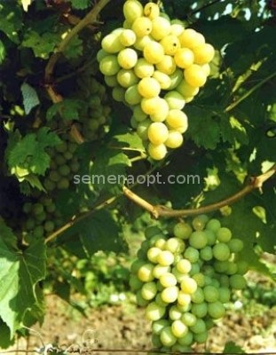 Kesha grapes: types and characteristics of the variety