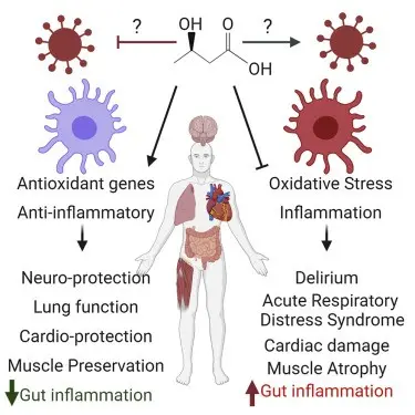 Ketones &#8211; a disease signal or legal afterburner?