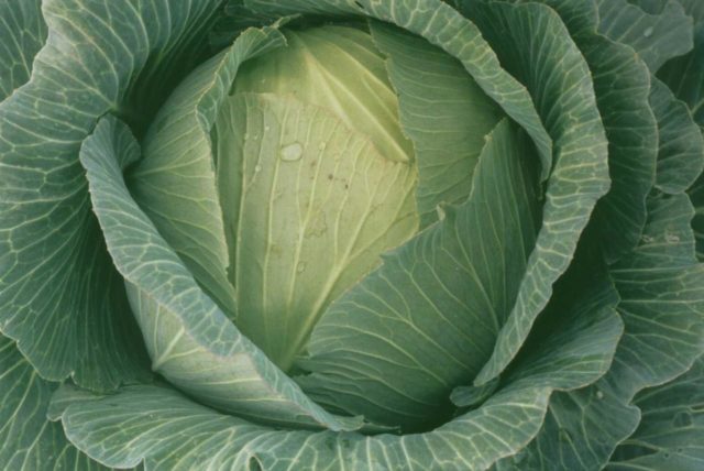 Kharkiv winter cabbage: variety description, photos, reviews