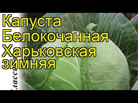 Kharkiv winter cabbage: variety description, photos, reviews