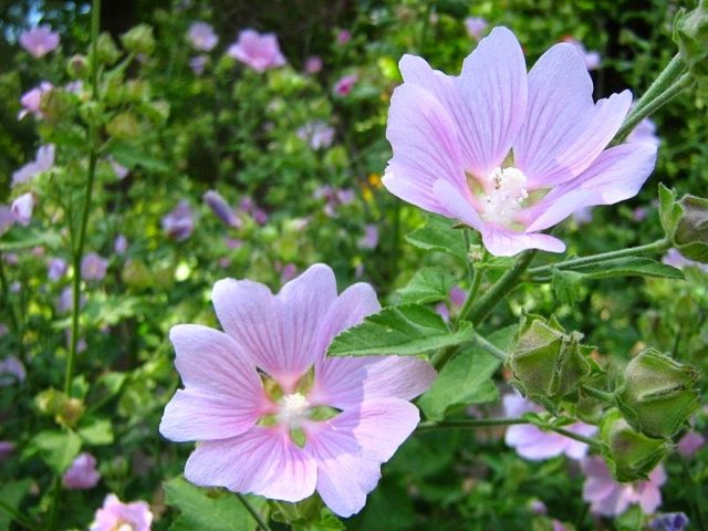 Khatma (perennial lavatera): photo and description, varieties