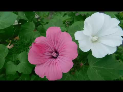 Khatma (perennial lavatera): photo and description, varieties