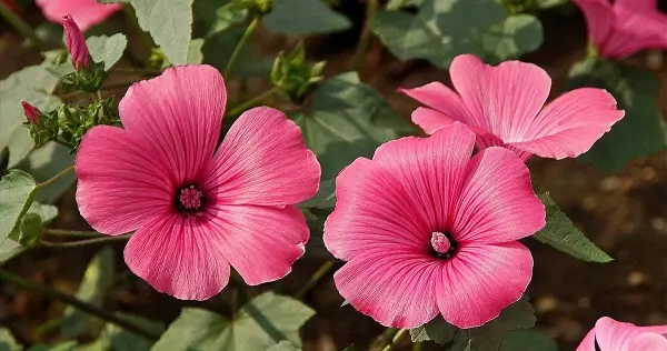 Khatma (perennial lavatera): photo and description, varieties