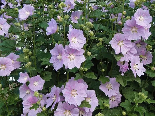 Khatma (perennial lavatera): photo and description, varieties