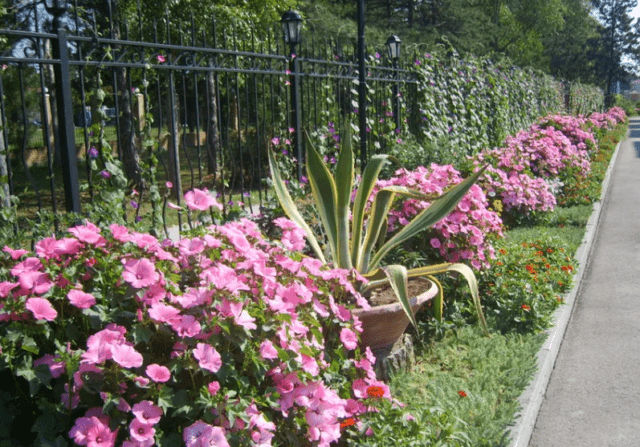 Khatma (perennial lavatera): photo and description, varieties