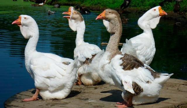 Kholmogory breed of geese: characteristics