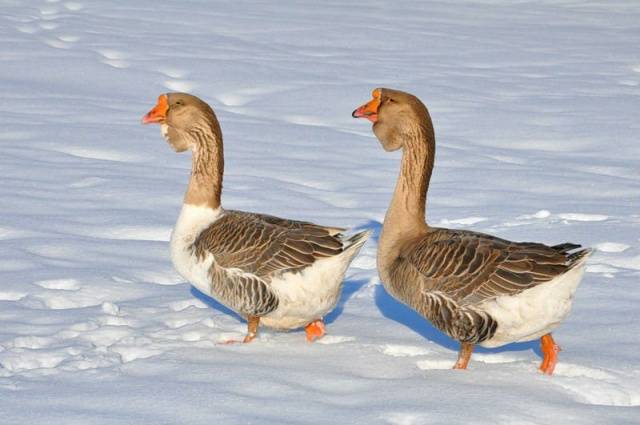 Kholmogory breed of geese: characteristics