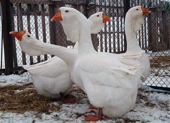 Kholmogory breed of geese: characteristics