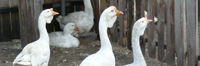 Kholmogory breed of geese: characteristics