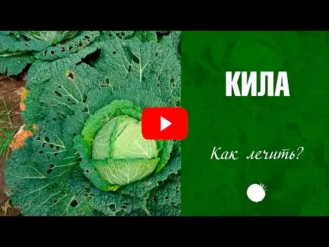 Kila cabbage disease: how to fight, what it looks like, photo