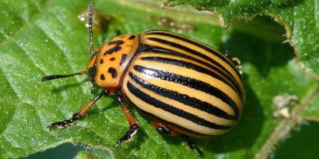 Killer &#8211; a remedy for the Colorado potato beetle 