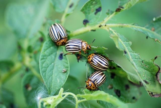 Killer &#8211; a remedy for the Colorado potato beetle 