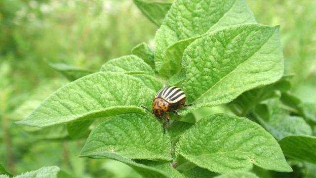 Killer &#8211; a remedy for the Colorado potato beetle 