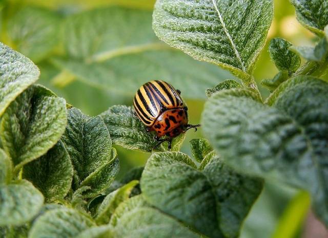 Killer &#8211; a remedy for the Colorado potato beetle 