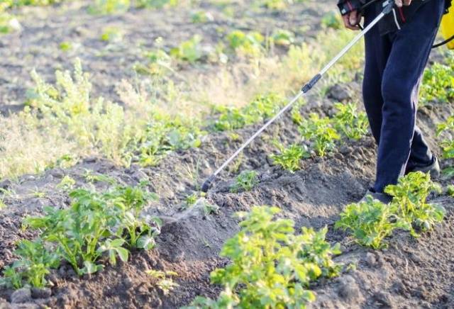 Killer &#8211; a remedy for the Colorado potato beetle 