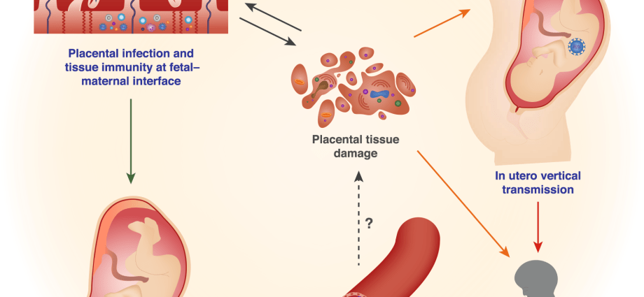 &#8220;Killer&#8221; cells look after the unborn baby