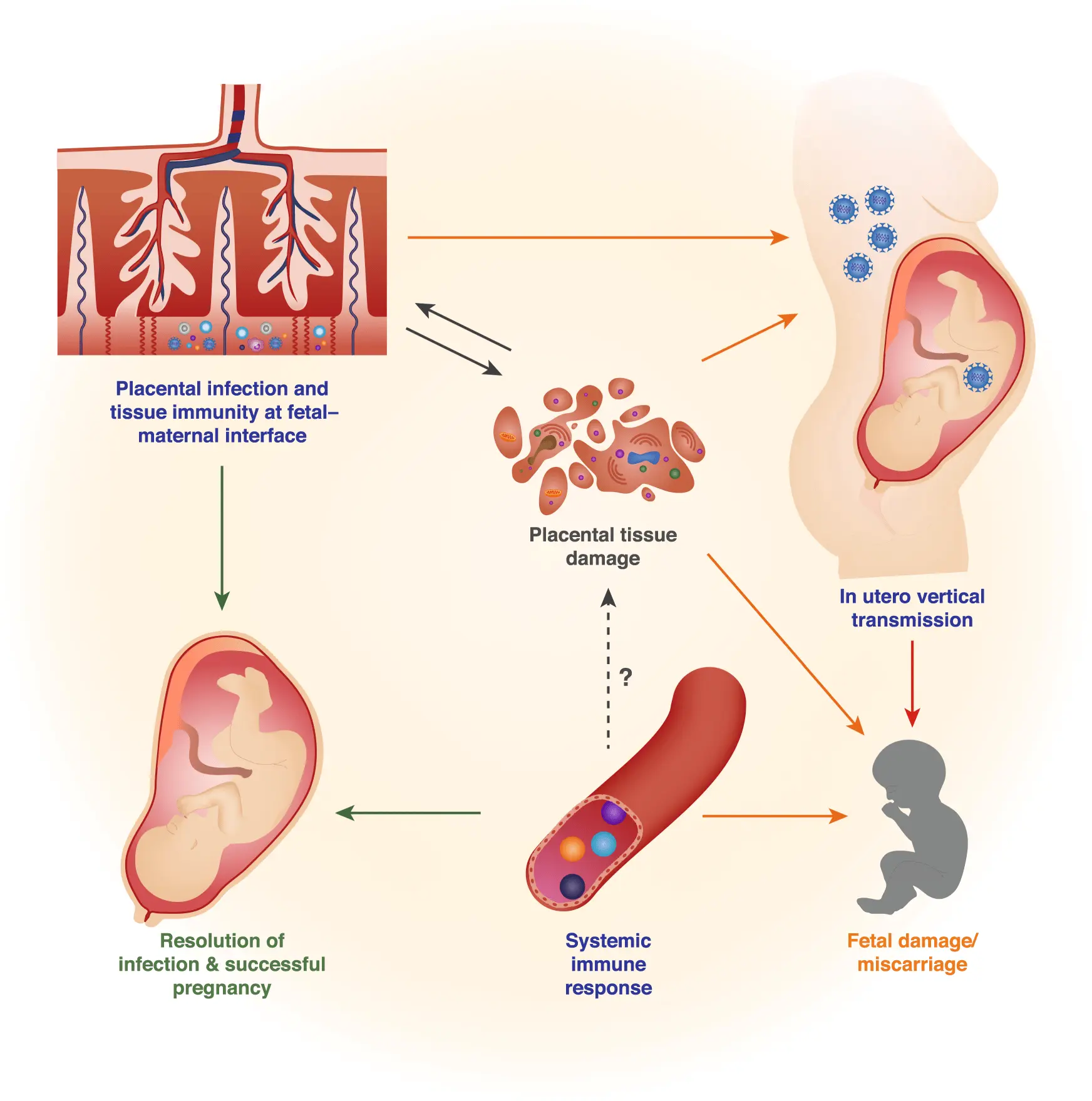 &#8220;Killer&#8221; cells look after the unborn baby