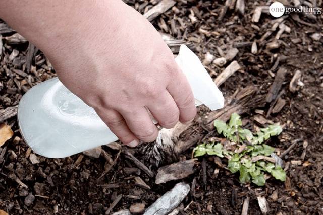 Killing weeds with vinegar and salt 