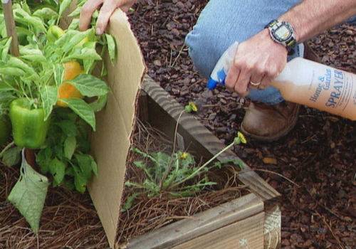 Killing weeds with vinegar and salt 