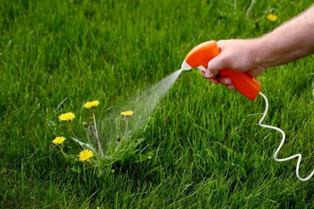 Killing weeds with vinegar and salt 