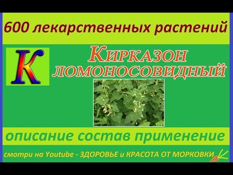 Kirkazon ordinary (clematoid): photo and description