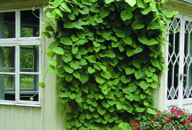 Kirkazon tubular (large-leaved): planting and care, photo