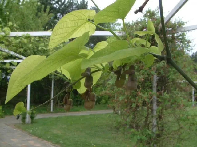 Kirkazon tubular (large-leaved): planting and care, photo