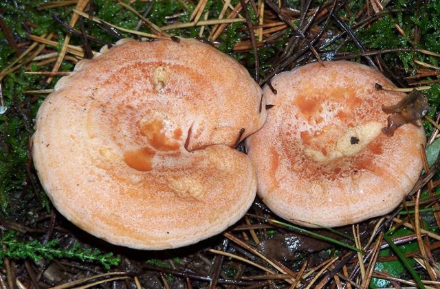 Kirov mushrooms: where they grow, collection