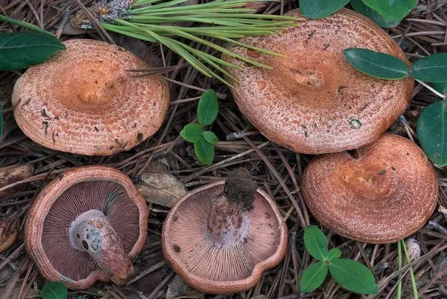 Kirov mushrooms: where they grow, collection