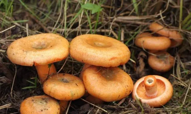 Kirov mushrooms: where they grow, collection