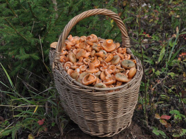 Kirov mushrooms: where they grow, collection