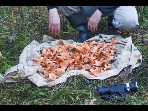 Kirov mushrooms: where they grow, collection