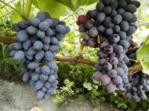 Kishmish Jupiter - grape variety with description and photo