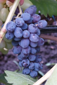 Kishmish Jupiter - grape variety with description and photo