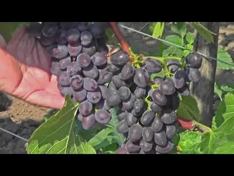 Kishmish Jupiter - grape variety with description and photo