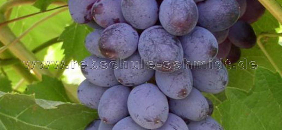 Kishmish Jupiter &#8211; grape variety with description and photo