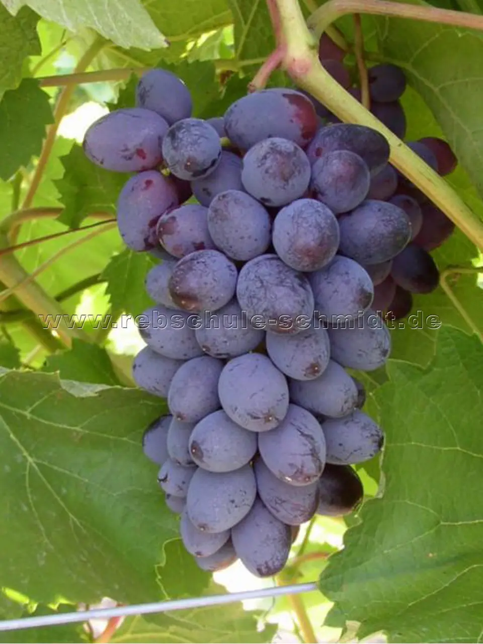 Kishmish Jupiter &#8211; grape variety with description and photo