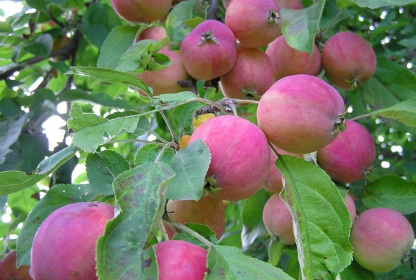 Kitayka apple tree: variety characteristics and cultivation