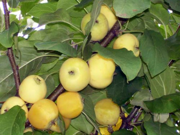 Kitayka apple tree: variety characteristics and cultivation