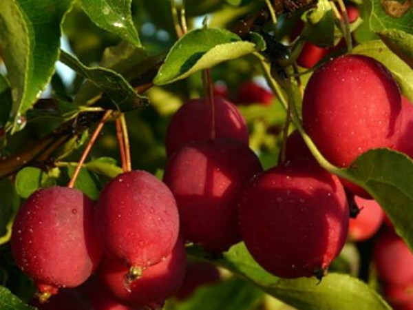 Kitayka apple tree: variety characteristics and cultivation