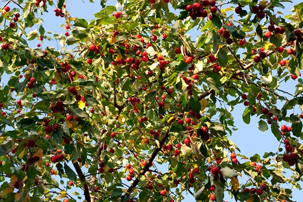 Kitayka apple tree: variety characteristics and cultivation