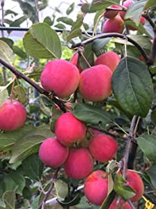 Kitayka apple tree: variety characteristics and cultivation