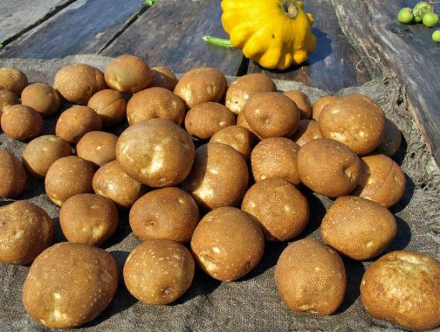 Kiwi potatoes: variety characteristics, reviews