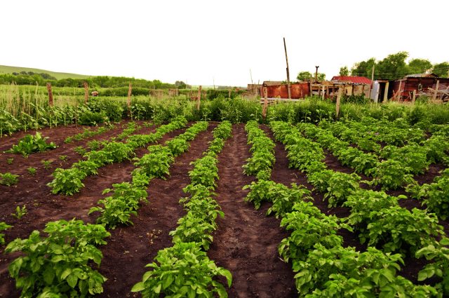 Kiwi potatoes: variety characteristics, reviews