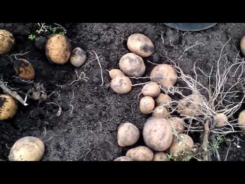 Kiwi potatoes: variety characteristics, reviews